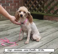 Ginger, a female Cavapoo for sale in Clarkrange, TN – Photo 4 of 5