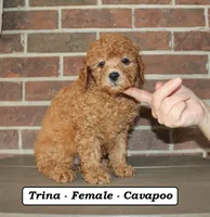 Trina , a female Cavapoo for sale in Clarkrange, TN – 3 of 8