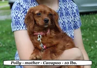 Princess, a female Cavapoo for sale in Clarkrange, TN – 3 of 4