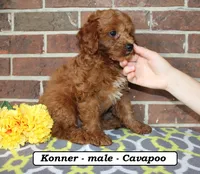 Konner, a male Cavapoo for sale in Clarkrange, TN – 3 of 6