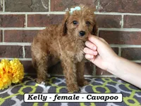 Kelly, a female Cavapoo for sale in Clarkrange, TN – 2 of 6