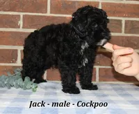 Jack, a male Cockapoo for sale in Clarkrange, TN – 2 of 6