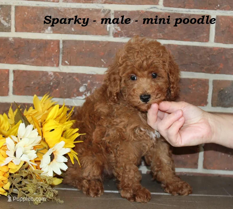 Sparky – Poodle - Toy  puppy for sale in Clarkrange, TN