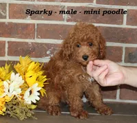 Sparky, a male Poodle - Toy  for sale in Clarkrange, TN – 1 of 6