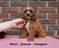 Pearl, a female Cavapoo for sale in Clarkrange, TN – 4 of 7