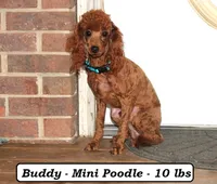 Sandy, a male Cavapoo for sale in Clarkrange, TN – 6 of 6