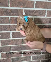 Dexter, a male Cockapoo for sale in Clarkrange, TN – 3 of 6