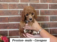 Preston, a male Cavapoo for sale in Clarkrange, TN – 2 of 6