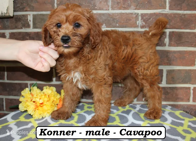 Konner – Cavapoo puppy for sale in Clarkrange, TN