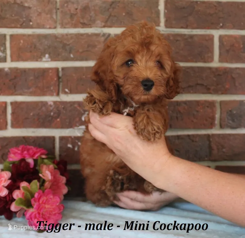 Tigger – Cockapoo puppy for sale in Clarkrange, TN