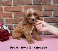 Pearl, a female Cavapoo for sale in Clarkrange, TN – 5 of 7