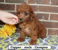 Copper, a male Cavapoo for sale in Clarkrange, TN – 3 of 6