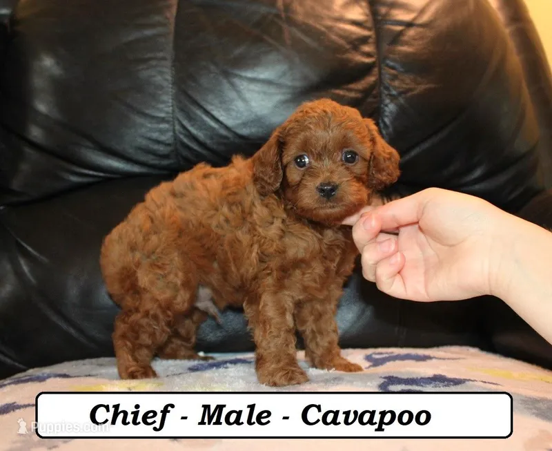 Chief – Cavapoo puppy for sale in Clarkrange, TN