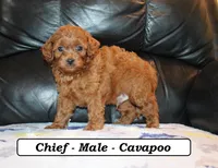 Chief, a male Cavapoo for sale in Clarkrange, TN – Photo 3 of 6