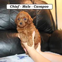 Chief, a male Cavapoo for sale in Clarkrange, TN – Photo 4 of 6