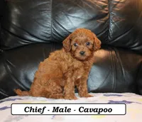 Chief, a male Cavapoo for sale in Clarkrange, TN – Photo 2 of 6