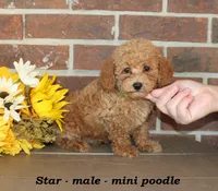 Star, a male Poodle - Toy  for sale in Clarkrange, TN – 3 of 6