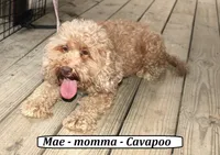 Mickey, a male Cavapoo for sale in Clarkrange, TN – 4 of 8