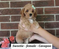 Sweetie, a female Cavapoo for sale in Clarkrange, TN – 4 of 6