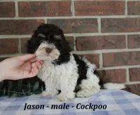 Jason, a male Cockapoo for sale in Clarkrange, TN – 4 of 6