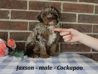 Jaxson, a male Cockapoo for sale in Clarkrange, TN – 4 of 6