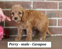 Perry , a male Cavapoo for sale in Clarkrange, TN – 1 of 6