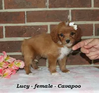 Lucy, a female Cavapoo for sale in Clarkrange, TN – 2 of 6