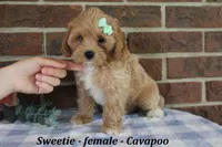Sweetie, a female Cavapoo for sale in Clarkrange, TN – 2 of 6