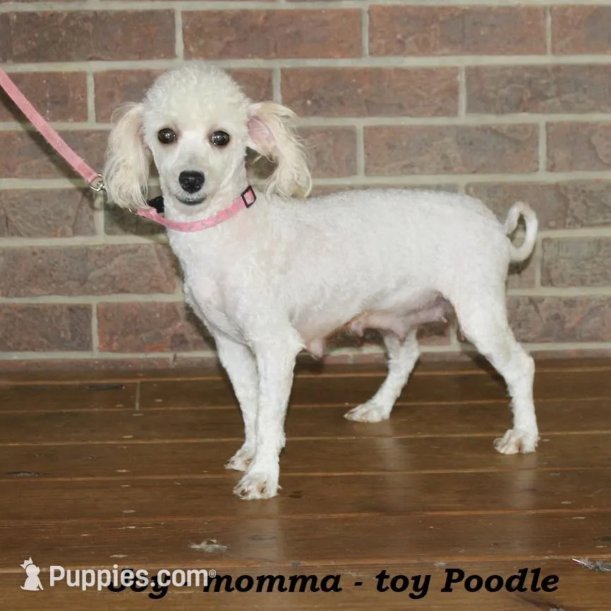 Sparky, a male Poodle - Toy  for sale in Clarkrange, TN – Photo 3 of 4