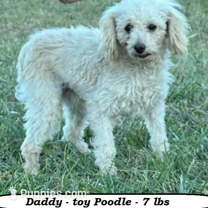 Sparky, a male Poodle - Toy  for sale in Clarkrange, TN – Photo 4 of 4