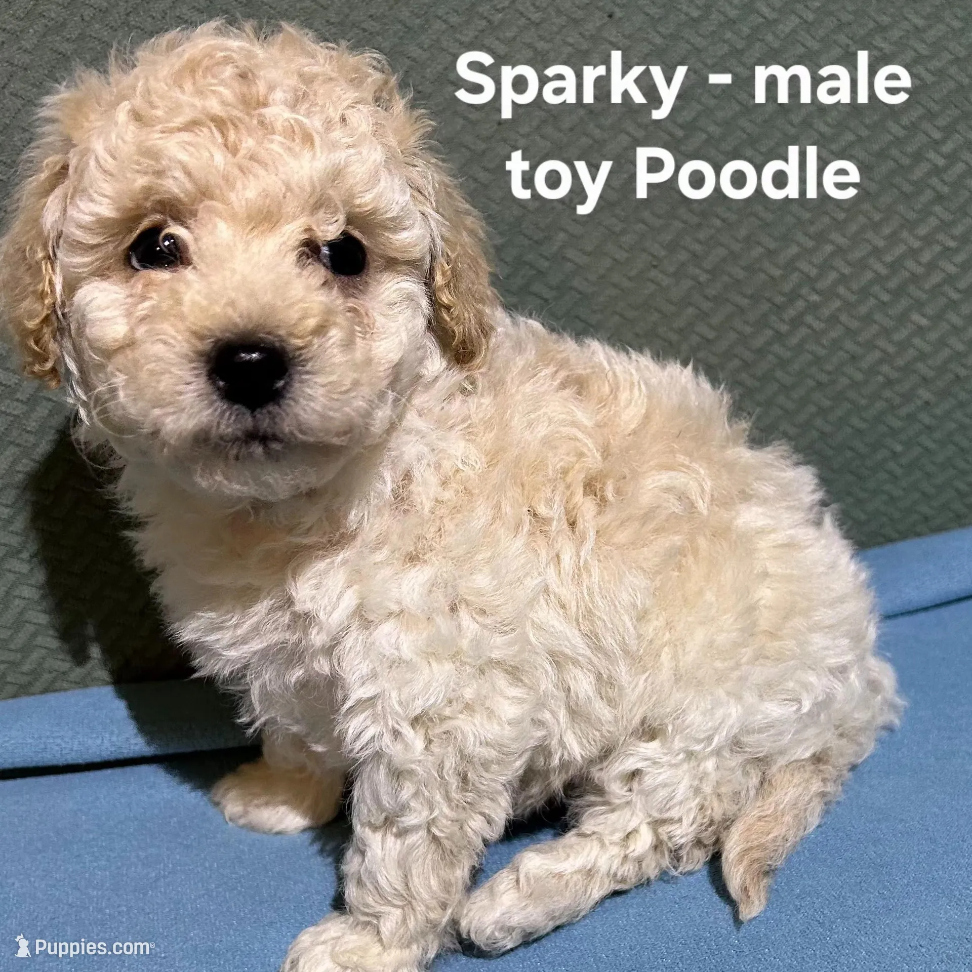 Sparky, a male Poodle - Toy  for sale in Clarkrange, TN – Photo 2 of 4