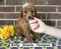 Kelly, a female Cavapoo for sale in Clarkrange, TN – 4 of 6