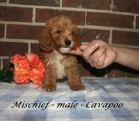 Mischief, a male Cavapoo for sale in Clarkrange, TN – 2 of 3
