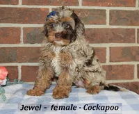 Jewel, a female Cockapoo for sale in Clarkrange, TN – 2 of 6