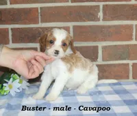 Buster, a male Cavalier King Charles Spaniel and Poodle - Toy  for sale in Clarkrange, TN – 2 of 6
