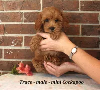 Trace, a male Cockapoo for sale in Clarkrange, TN – 4 of 6