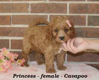 Princess, a female Cavapoo for sale in Clarkrange, TN – 4 of 6