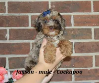 Jaxson, a male Cockapoo for sale in Clarkrange, TN – 3 of 6