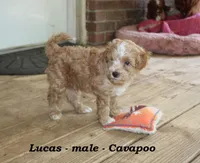 Lucas, a male Cavapoo for sale in Clarkrange, TN – 5 of 10