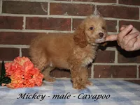 Mickey, a male Cavapoo for sale in Clarkrange, TN – 3 of 3
