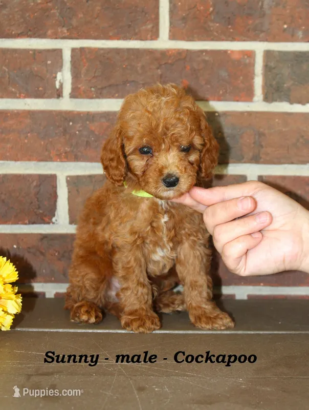 Sunny – Cockapoo puppy for sale in Clarkrange, TN