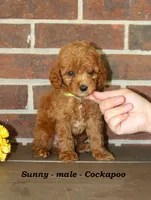 Sunny, a male Cockapoo for sale in Clarkrange, TN – 1 of 5
