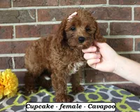 Cupcake, a female Cavapoo for sale in Clarkrange, TN – 4 of 6