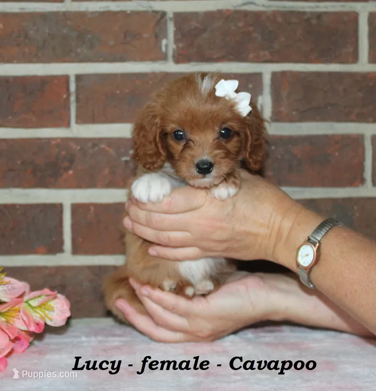 Lucy – Cavapoo puppy for sale in Clarkrange, TN