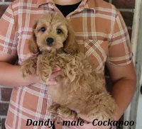 Dandy, a male Cockapoo for sale in Clarkrange, TN – 4 of 10