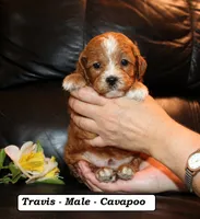 Travis, a male Cavapoo for sale in Clarkrange, TN – 3 of 3