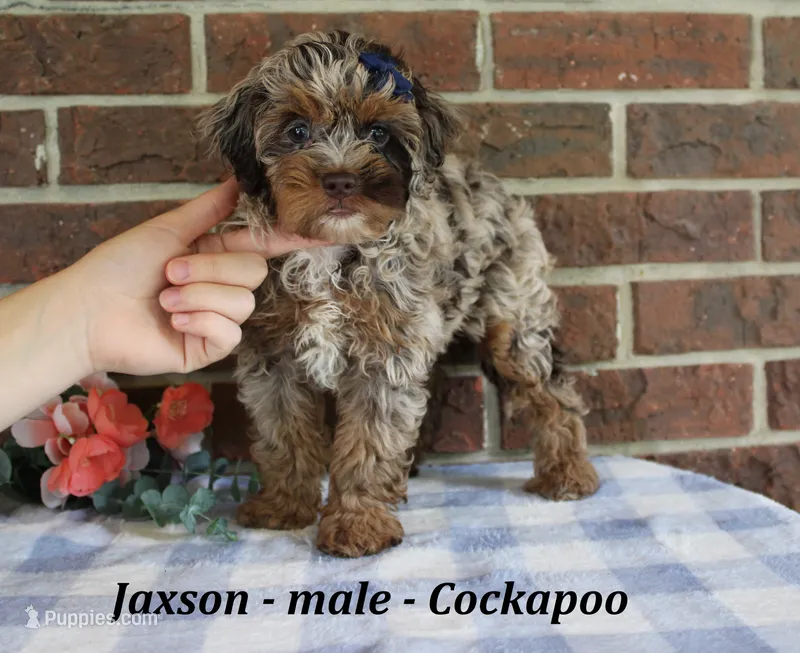 Jaxson – Cockapoo puppy for sale in Clarkrange, TN