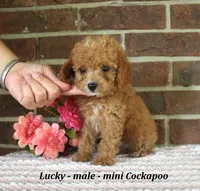 Lucky, a male Cockapoo for sale in Clarkrange, TN – 2 of 5