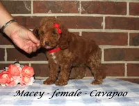 Macey, a female Cavapoo for sale in Clarkrange, TN – 3 of 4