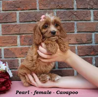Pearl, a female Cavapoo for sale in Clarkrange, TN – 2 of 7